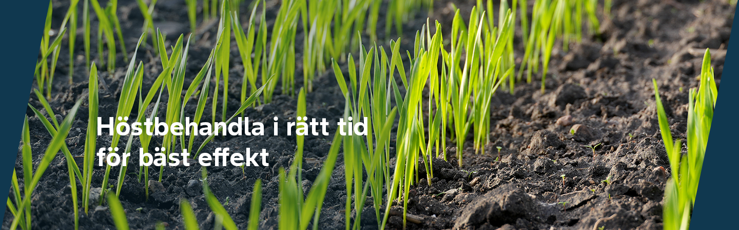 Höstbehandla i rätt tid